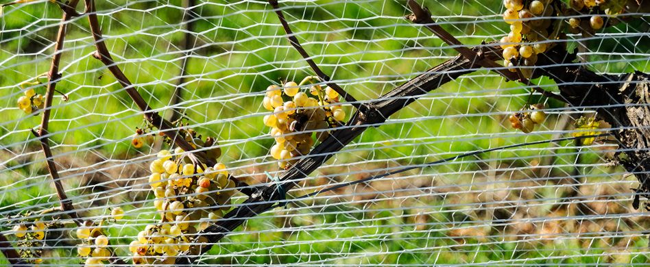 Weintrauben vor Vögeln und Wespen schützen: So gehts