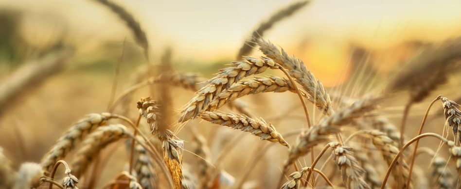 Weizenallergie: Unterschied zwischen Weizenallergie, Zöliakie und Weizensensitivität