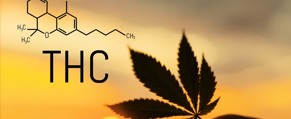 Wie lange kann Cannabis nachgewiesen werden