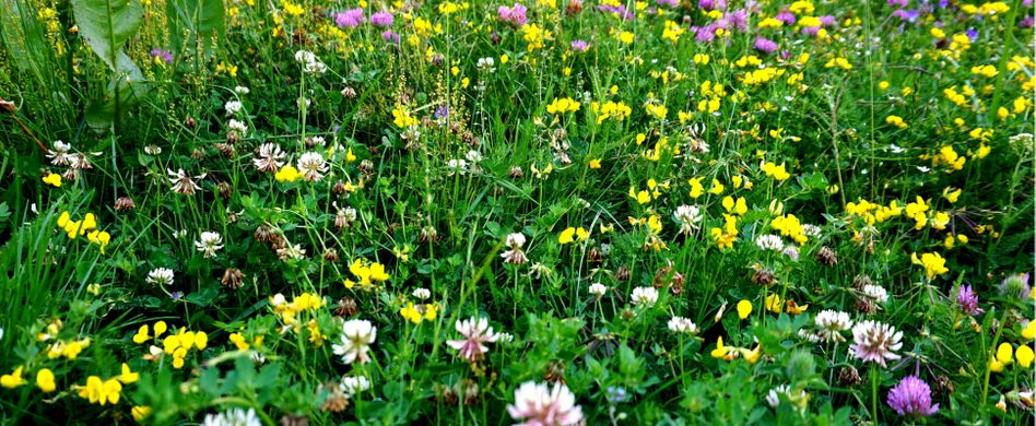 Wildblumenwiese anlegen: 5 Tipps für das perfekte Naturparadies