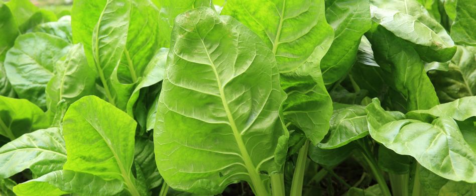 Wintergemüse anbauen: Diese 4 Gemüsesorten können im September noch ins Beet